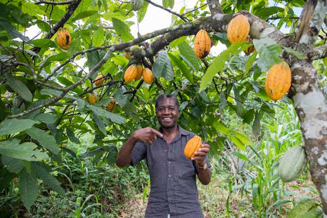 Un homme tient dans sa main une fève de cacao