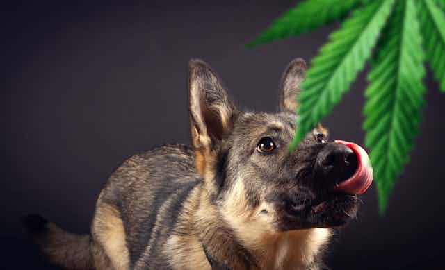 A German shepherd dog sniffs at a marijuana plant leaf