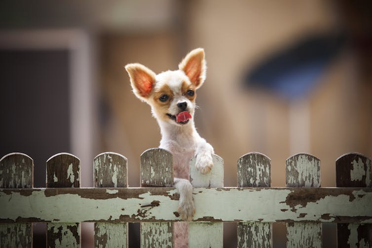 A chihuahua peers over a fence