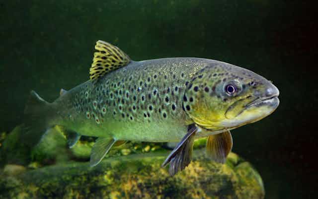 A close-up of a brown trout in a mountain lake.