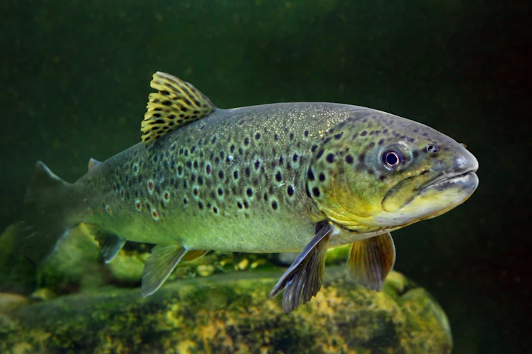 A close-up of a brown trout in a mountain lake.