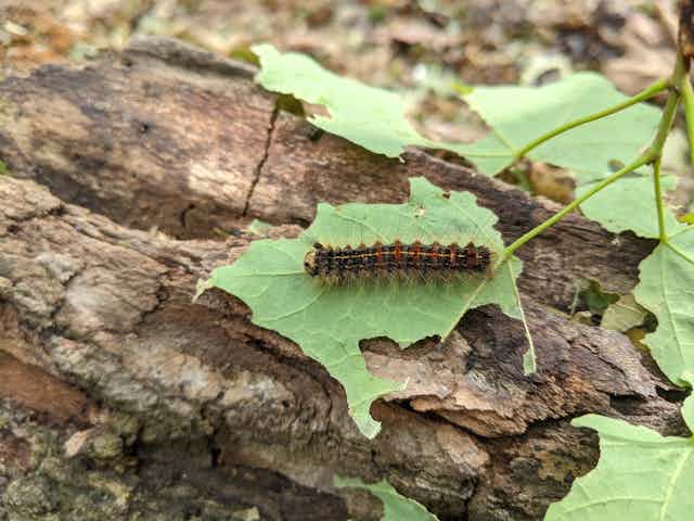 Une chenille Lymantria dispar