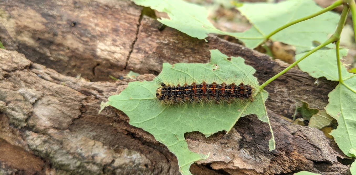 Voici pourquoi une chenille envahissante attaque des arbres dans la plus grande infestation depuis des décennies