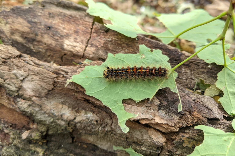 Une chenille Lymantria dispar