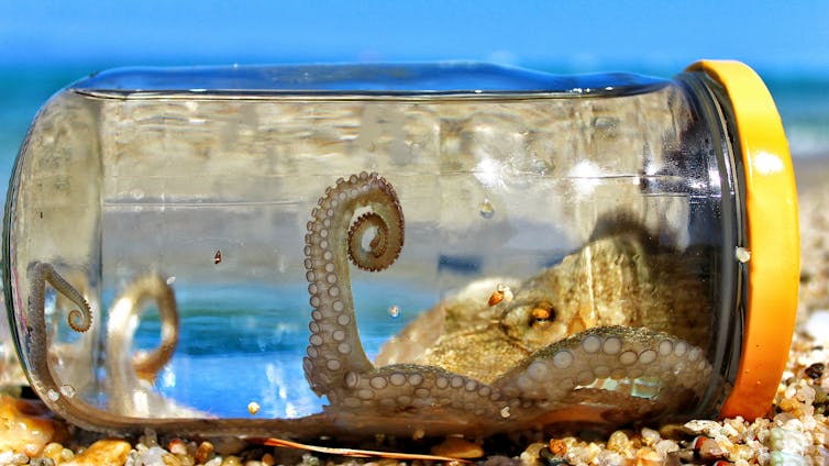 Une petite pieuvre dans un bocal