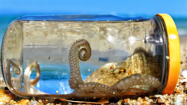 A small octopus in a jar