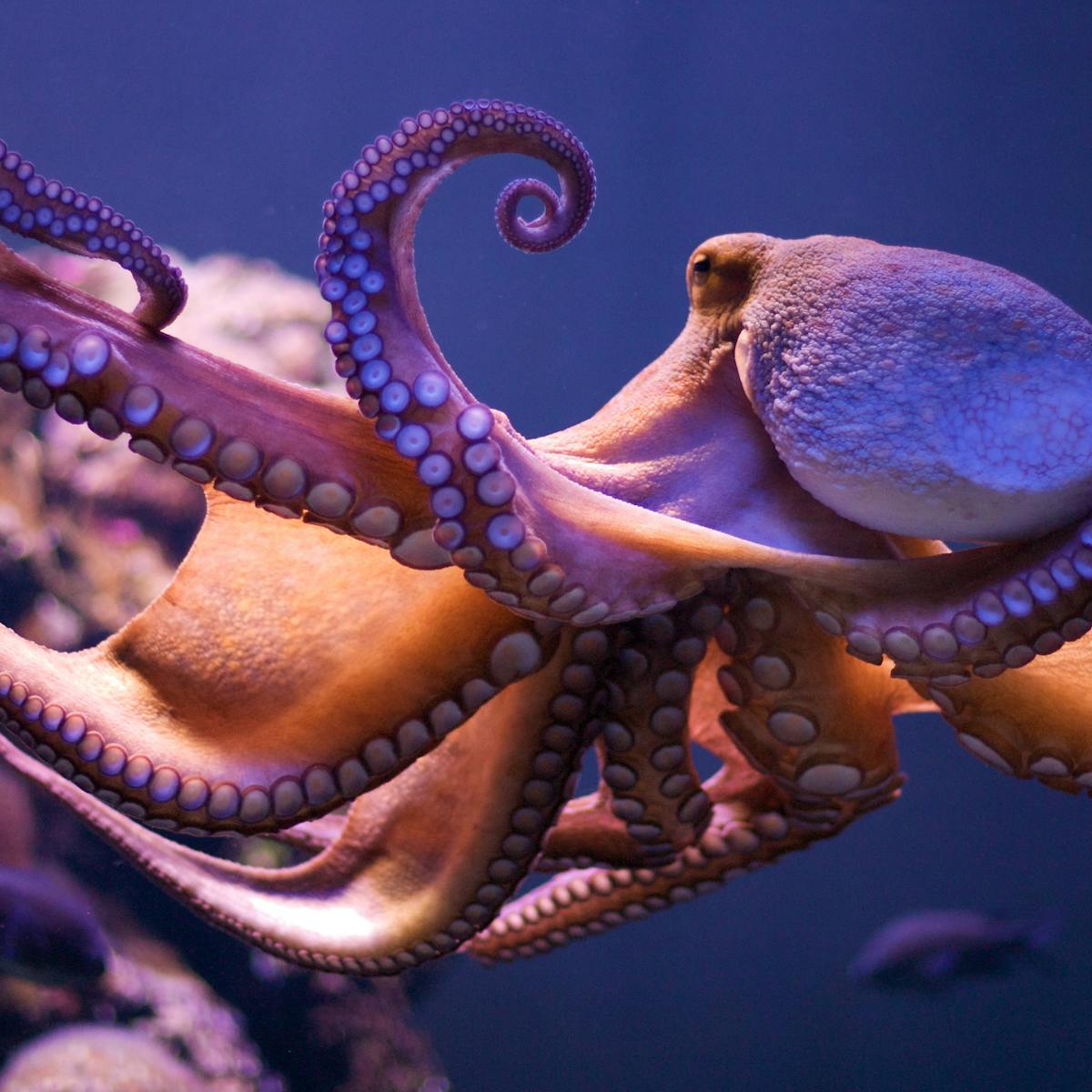 Suckers for learning: why octopuses are so intelligent