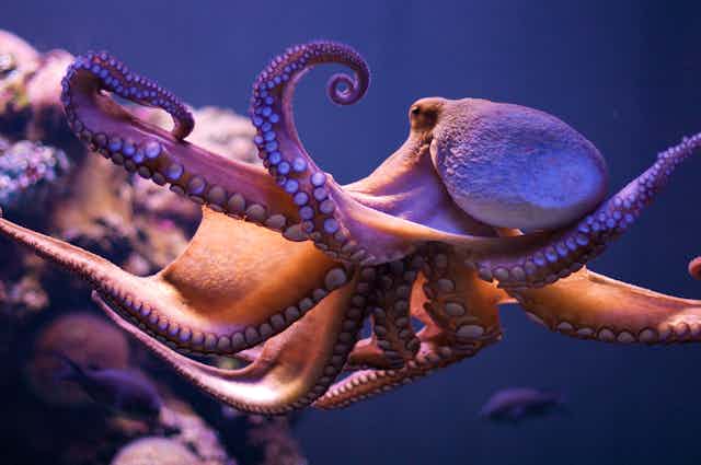 An octopus underwater.