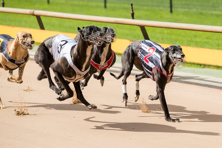 Greyhounds racing on a track