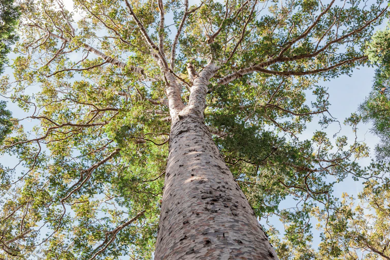Kauri tree, seen from below, looking up into the canopy