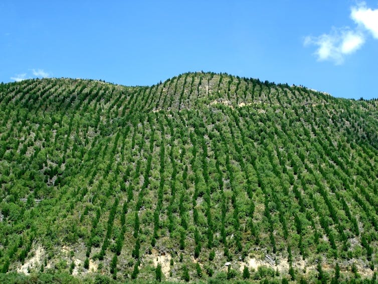 Climate explained: is New Zealand losing or gaining native forests?