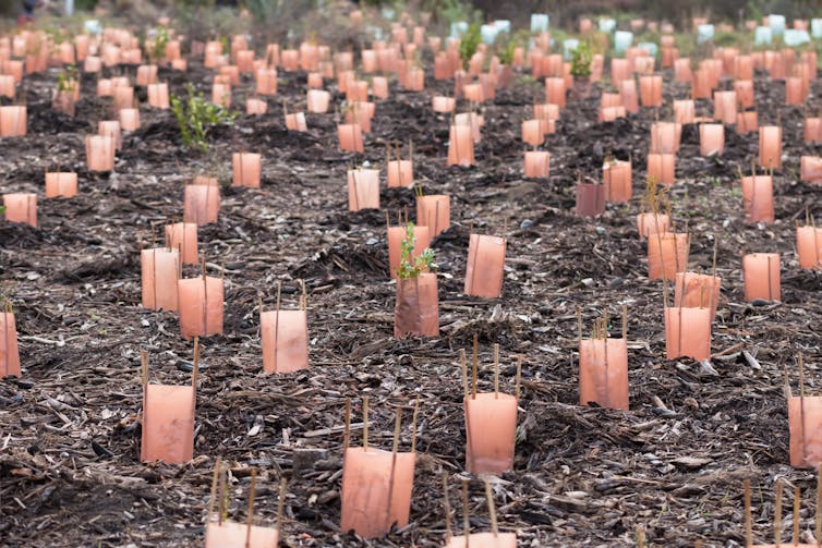 Climate explained: is New Zealand losing or gaining native forests?