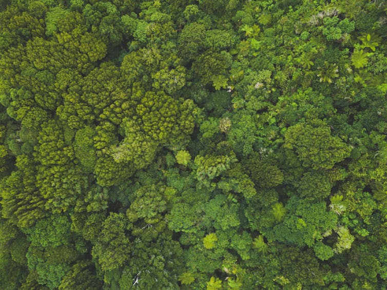 Climate explained: is New Zealand losing or gaining native forests?