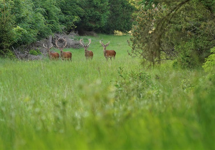 Four red deer stags in a roadside clearing.