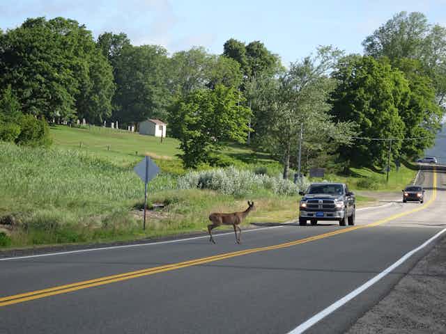 A deer pauses before a car on a road.