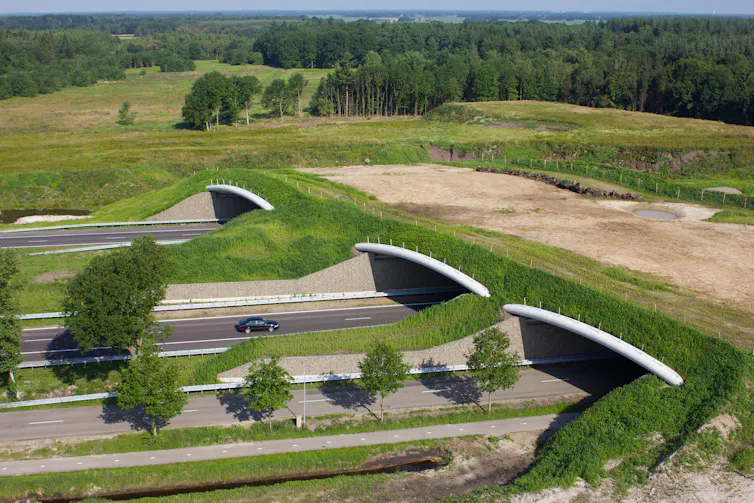 Three lanes of traffic pass under a grassy overpass.