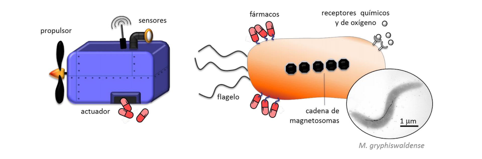 Bacterias Magnetotácticas: Nanorrobots De Origen Biológico En La Lucha ...