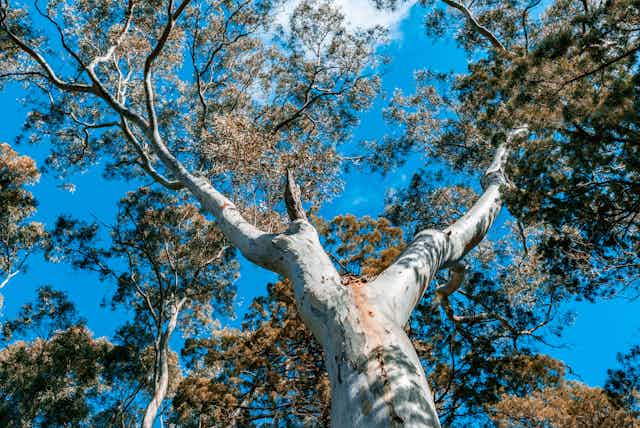 Looking up at the canopy of a river red gum
