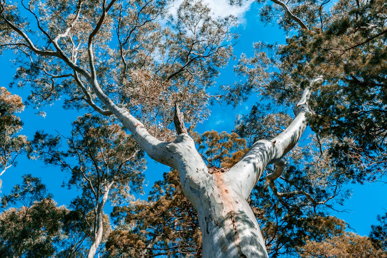 Looking up at the canopy of a river red gum