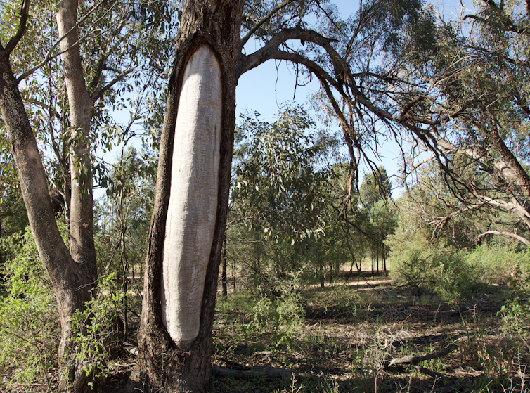 Will your grandchildren have the chance to visit Australia’s sacred trees? Only if our sick indifference to Aboriginal heritage is cured