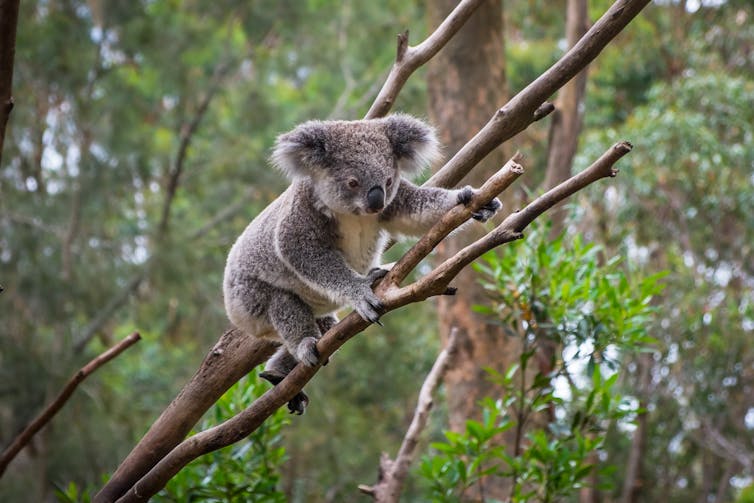 Koala in a tree