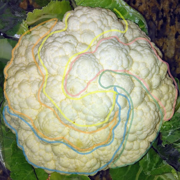 Five clockwise spirals of similar florets on a cauliflower
