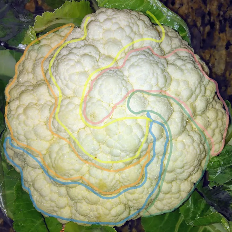 Five clockwise spirals of similar florets on a cauliflower