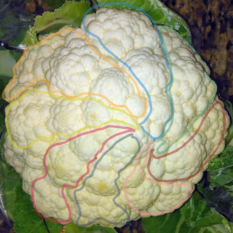 Wight anticlockwise spirals highlighted on the same cauliflower as above.