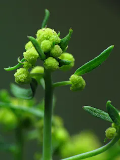 A type of green cauliflower, in a many pointed star shape with spiral patterns.
