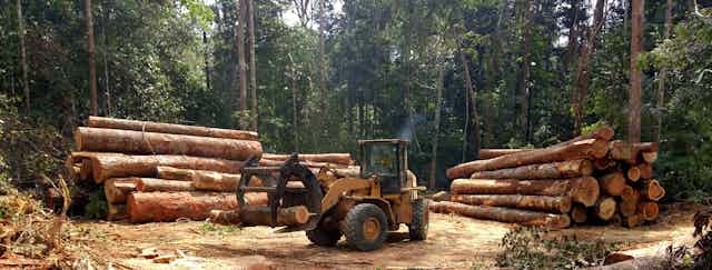 tractor moves logs in Brazilian forest