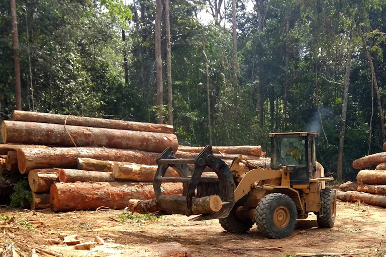 tractor moves logs in Brazilian forest