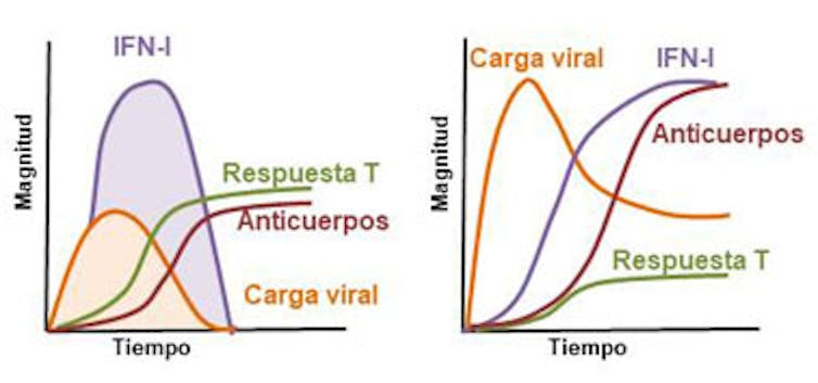 Figura 1. Os individuos que controlan ben a infección por coronavirus SARS-CoV-2 (gráfica esquerda) adoitan ter unha menor cantidade de anticorpos que os non controladores (gráfica dereita) e, por tanto, estes últimos desenvolven unha enfermidade máis grave. En gran medida, a adecuación da resposta está condicionada pola dinámica na produción de interferóns tipo I ( IFN-I), e doutros compoñentes da resposta inmunitaria innata.