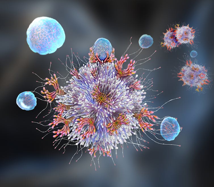 A coronavirus particle with antibodies binding to the spike proteins.