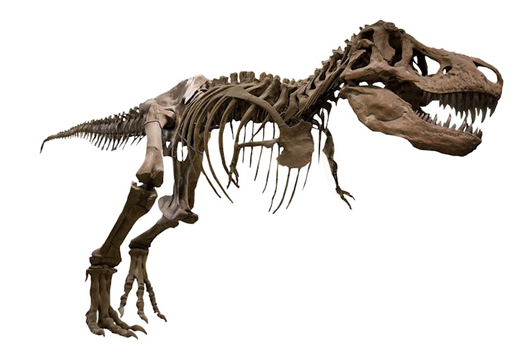 The skeleton of a _T. rex_.
