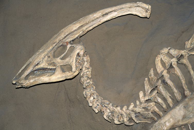 A fossil of the Parasaurolophus dinosaur.