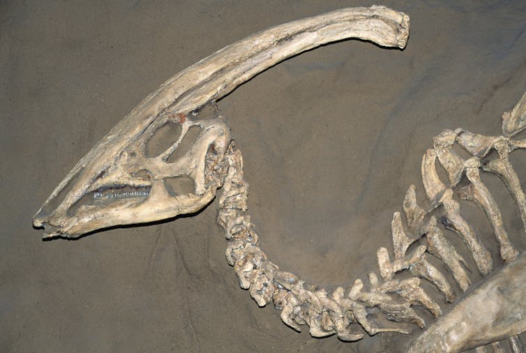 Un fossile del dinosauro Parasaurolophus.