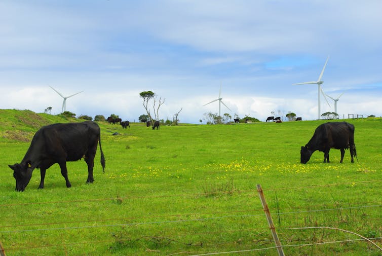 cows and wind turbines in field