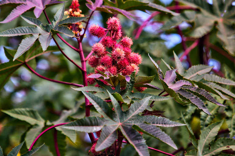 Red Castor Bean pods on a castor oil plant (Ricinus communis).