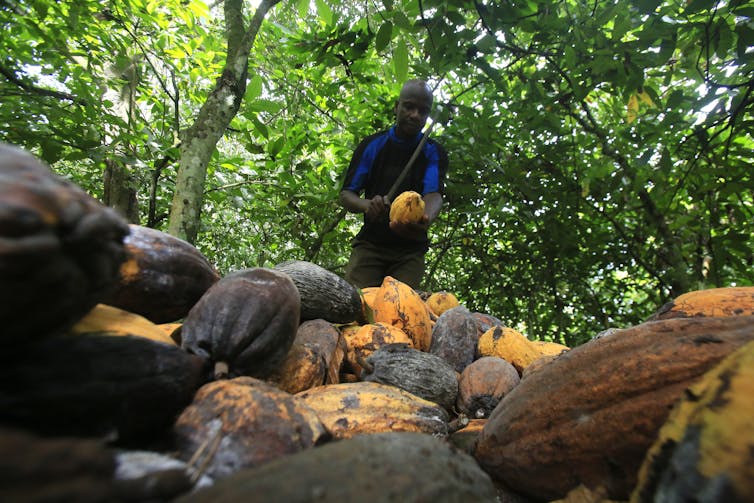 Farmer standing near his harvested crop of cocoa.