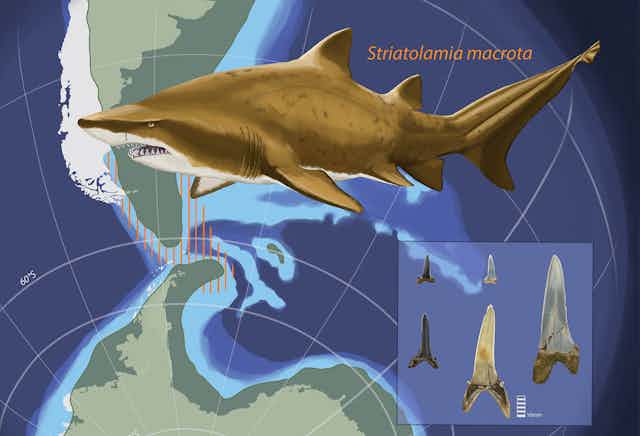 Illustration of the shark, its zone around Antarctica and South America, and several teeth
