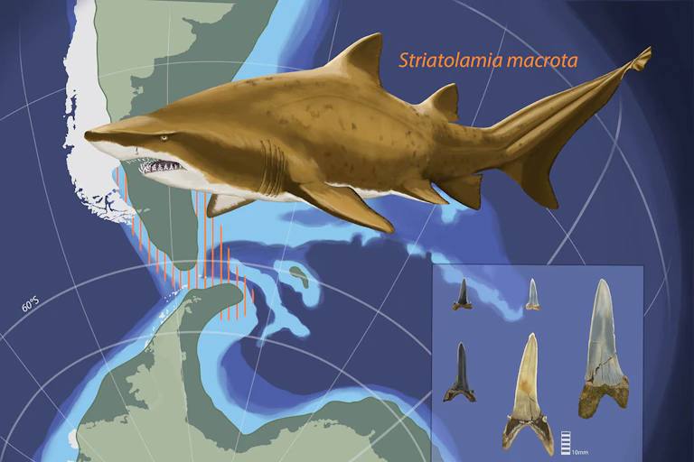 Illustration of the shark, its zone around Antarctica and South America, and several teeth