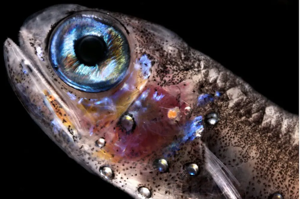 Specter Fish Fish in the twilight cast new light on ocean ecosystem