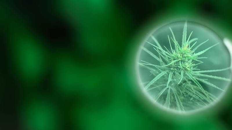 Así desciframos las bases celulares de los efectos de la marihuana Así desciframos las bases celulares de los efectos de la marihuana