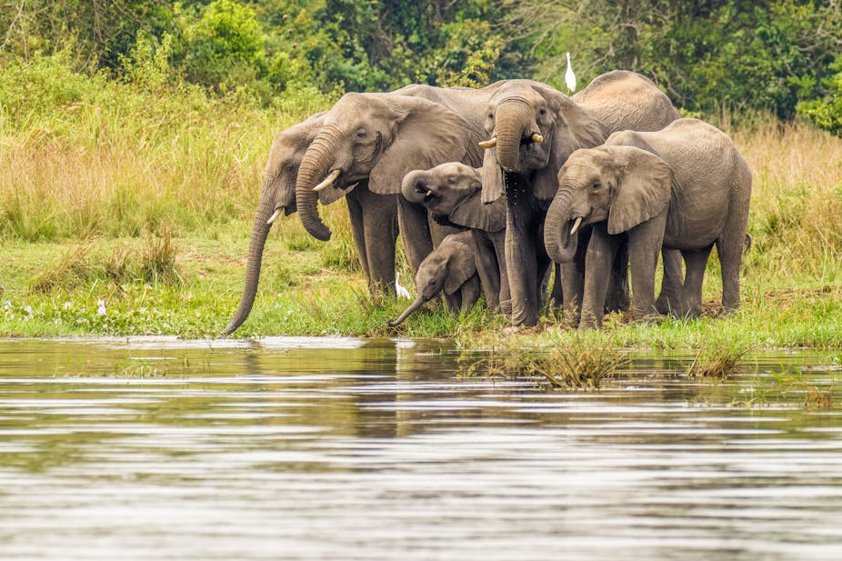 A herd of elephants at a watering hole. There are four large elephants, one smaller and one is a baby, dipping its trunk in the water.