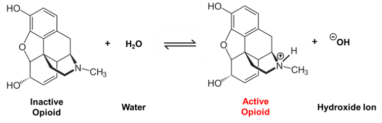 Morphine reaction with water to generate active opioid.
