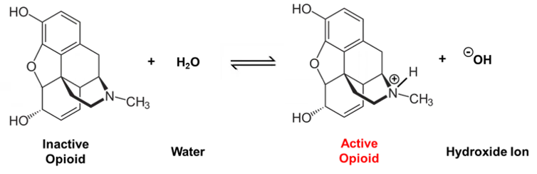 Morphine reaction with water to generate active opioid.