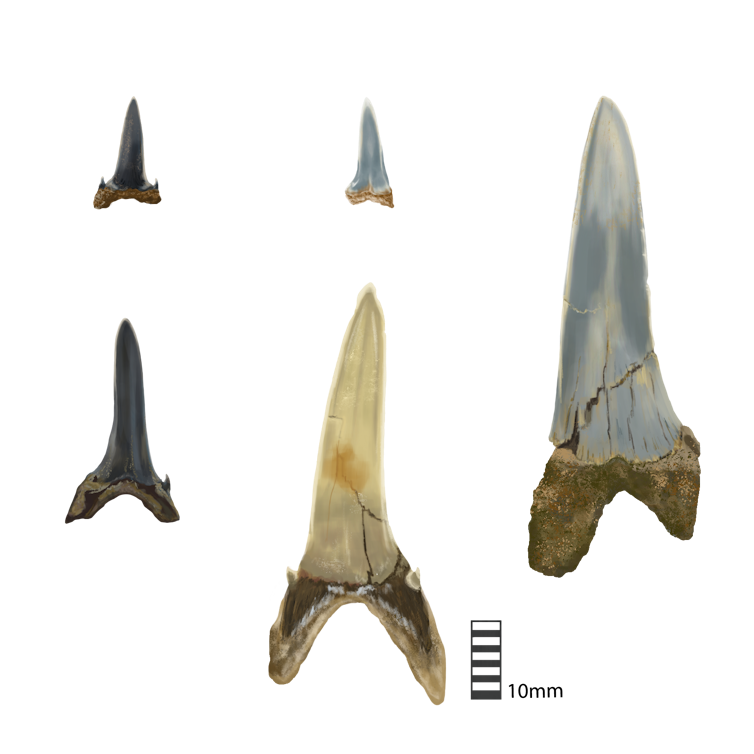 Five sizes of shark teeth