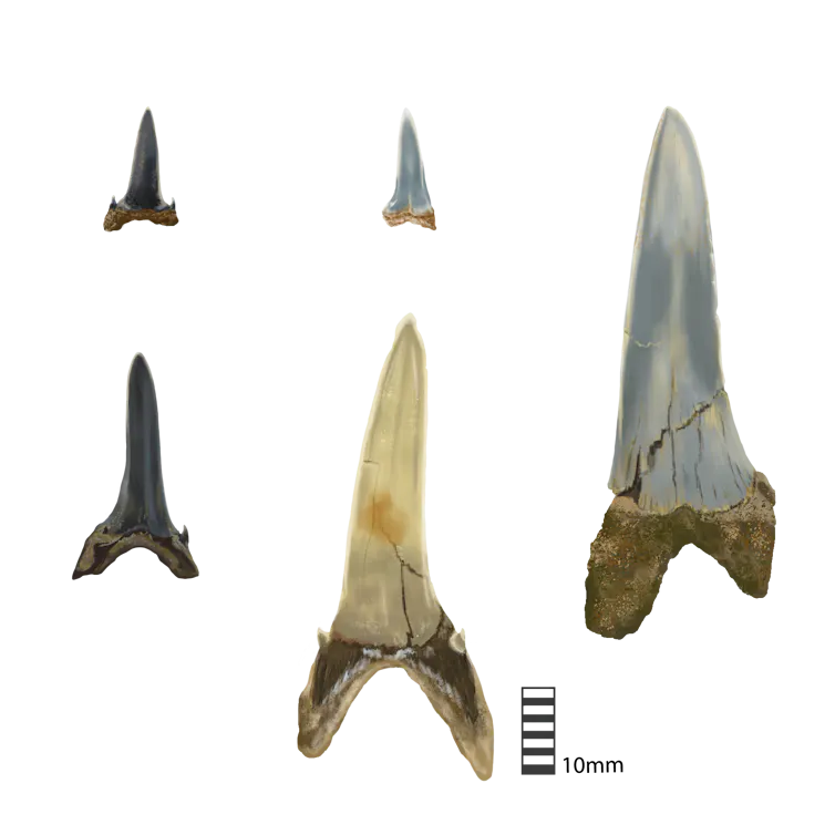 Five sizes of shark teeth