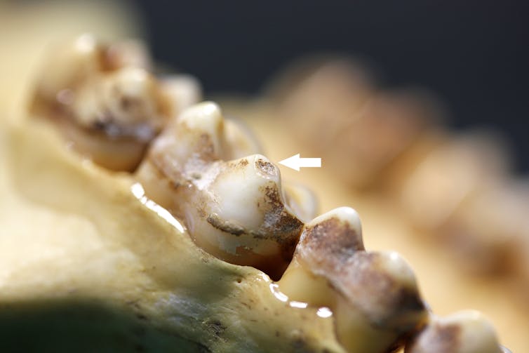 Fossil teeth showing splinters.