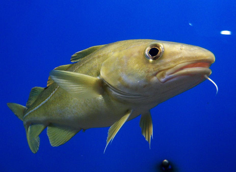 Fish may end up in hot water as climate warms the ocean